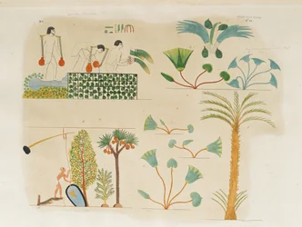 Piantare e annaffiare verdure e vari alberi e piante